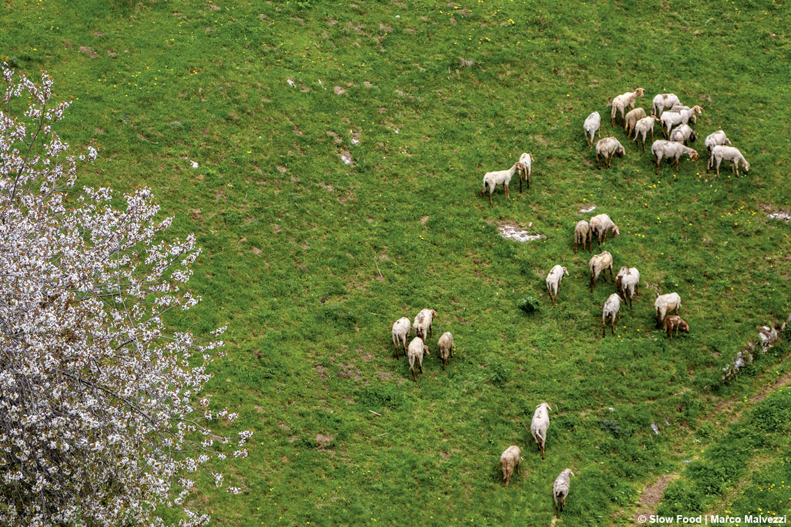 Dal Veneto un nuovo Presidio Slow Food: la pecora brogna della Lessinia salvata dall'estinzione sui Monti Lessini