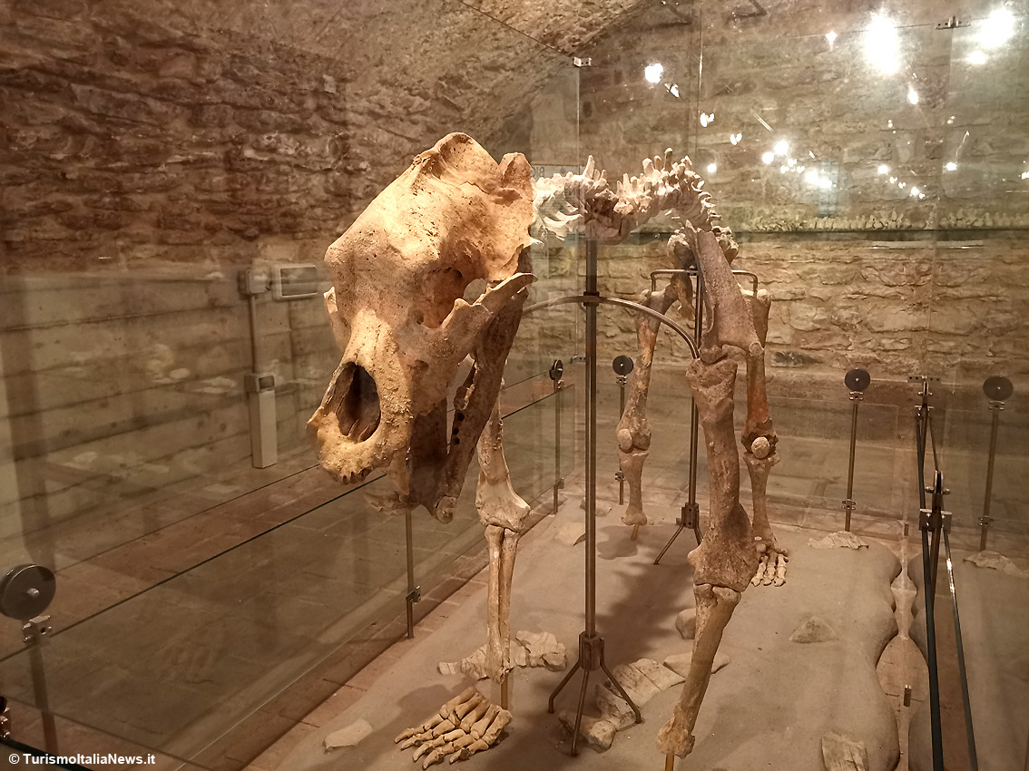 Il mistero degli Orsi delle Caverne nel Castello di Piobbico: i giganteschi animali estinti sono ancora un giallo irrisolto