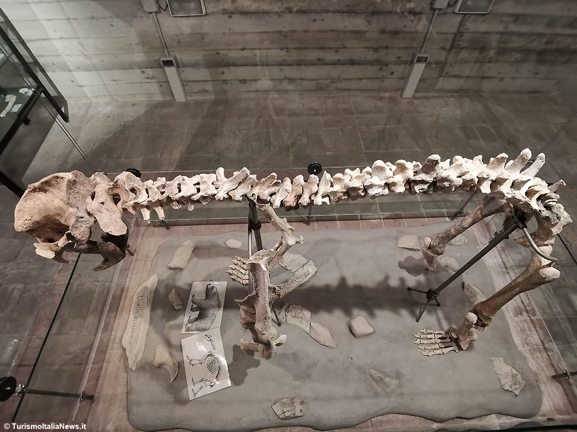 Il mistero degli Orsi delle Caverne nel Castello di Piobbico: i giganteschi animali estinti sono ancora un giallo irrisolto