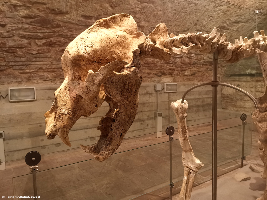 Il mistero degli Orsi delle Caverne nel Castello di Piobbico: i giganteschi animali estinti sono ancora un giallo irrisolto