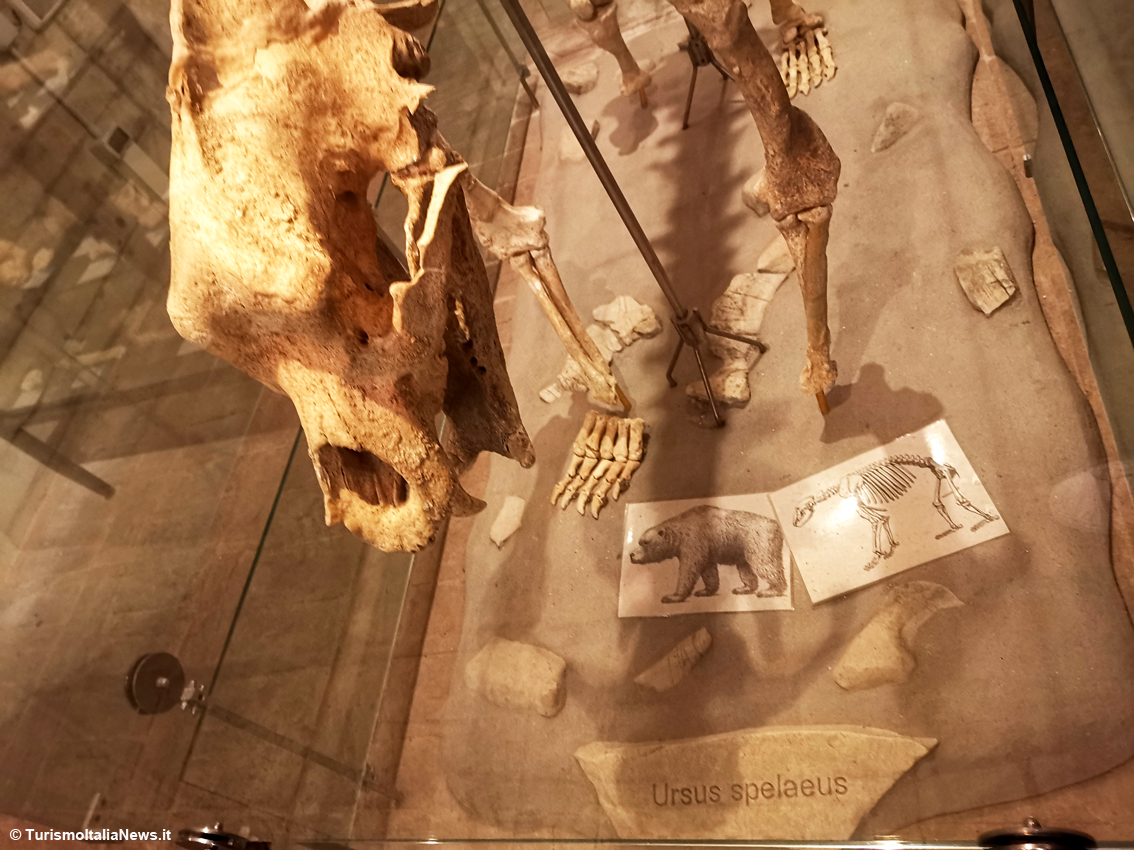 Il mistero degli Orsi delle Caverne nel Castello di Piobbico: i giganteschi animali estinti sono ancora un giallo irrisolto
