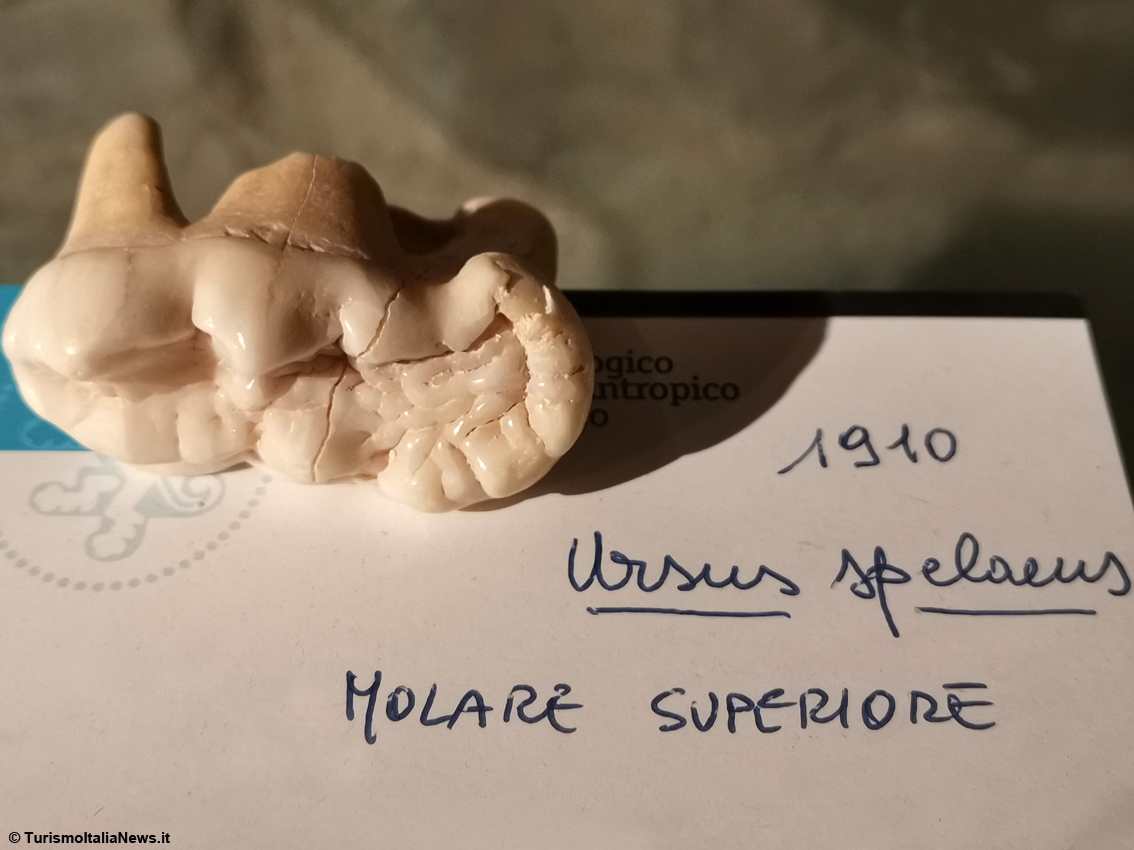 Il mistero degli Orsi delle Caverne nel Castello di Piobbico: i giganteschi animali estinti sono ancora un giallo irrisolto