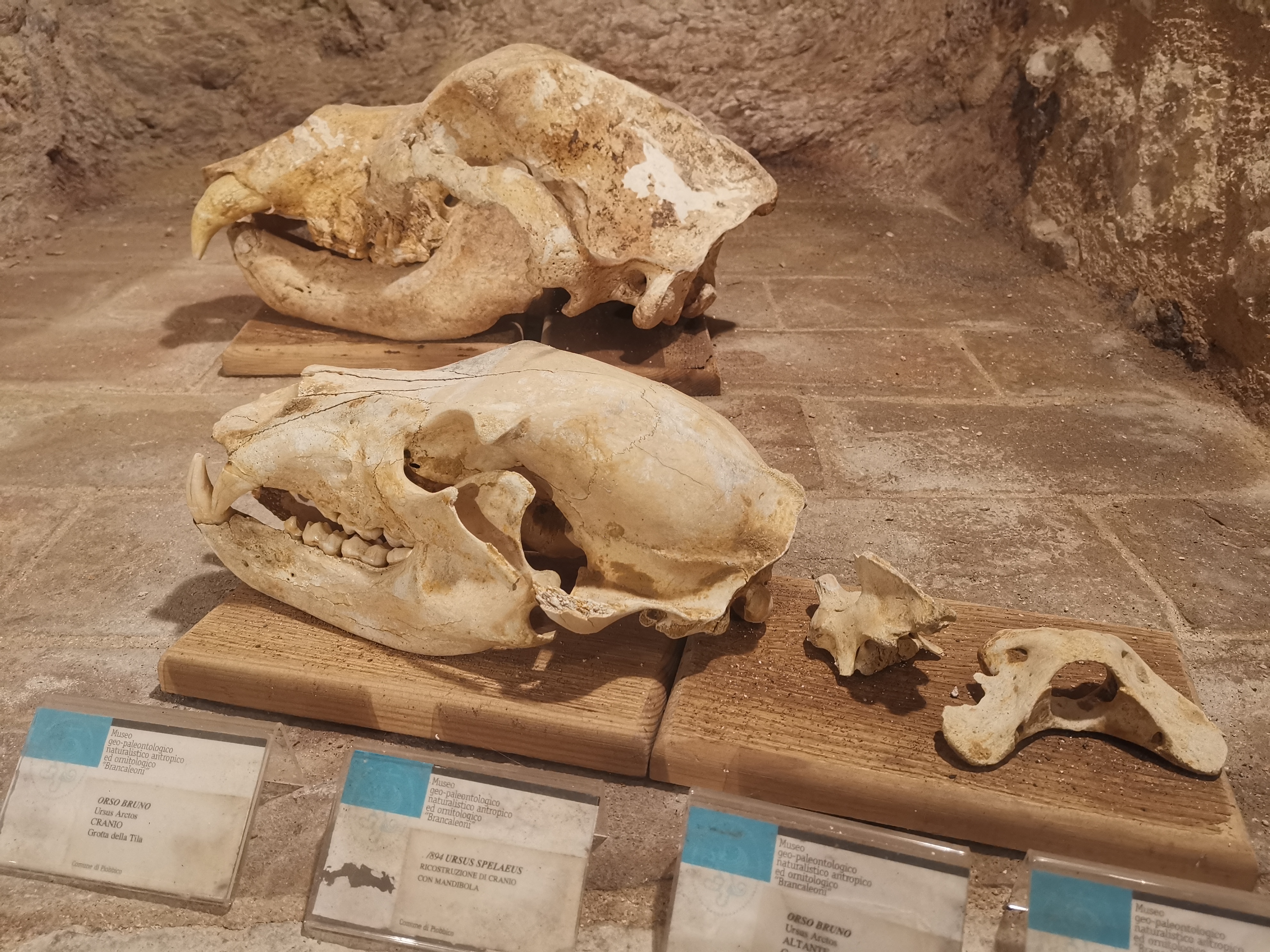Il mistero degli Orsi delle Caverne nel Castello di Piobbico: i giganteschi animali estinti sono ancora un giallo irrisolto
