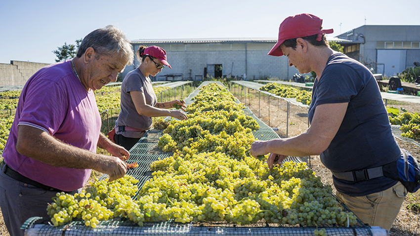Brillano al sole i grappoli dorati di Fiano: nel Salento le prime vendemmie d’Italia, dove nasce il SelvaOro di Cantine Due Palme