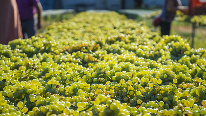 Brillano al sole i grappoli dorati di Fiano: nel Salento le prime vendemmie d’Italia, dove nasce il SelvaOro di Cantine Due Palme