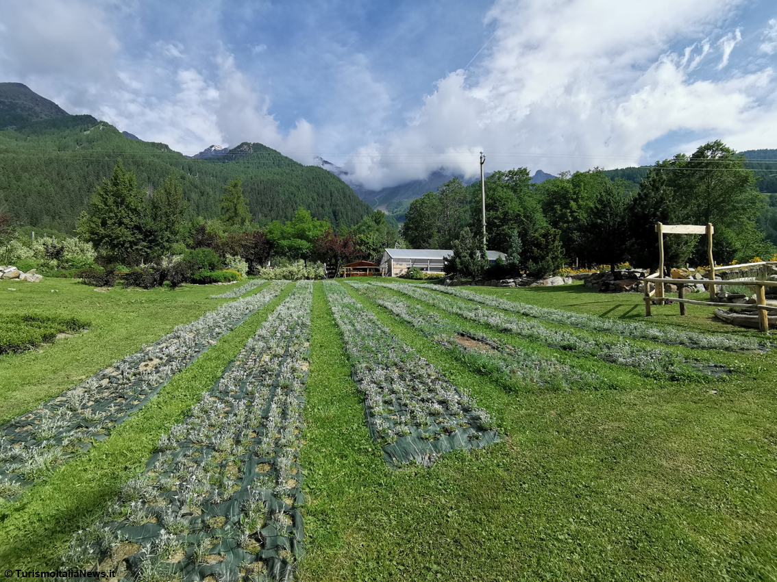 Il Giardino dei Sensi dell’azienda agricola di Olga Casanova
