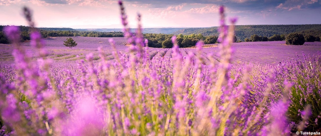 images/stories/varie_2021/Brihuega_Lavanda01.jpg