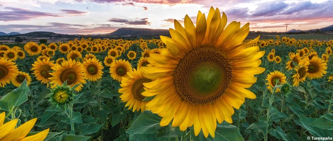 I girasoli di Burgos