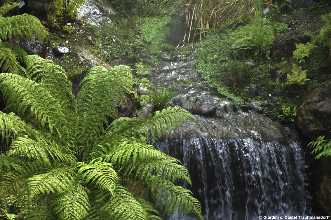 I fossili viventi nella Valle delle Felci: piante undying ai Giardini di Castel Trauttmansdorff a Merano