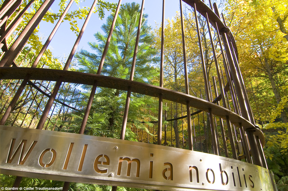 I fossili viventi nella Valle delle Felci: piante undying ai Giardini di Castel Trauttmansdorff a Merano