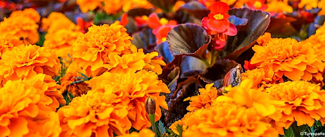 A Girona il festival Temps de flores