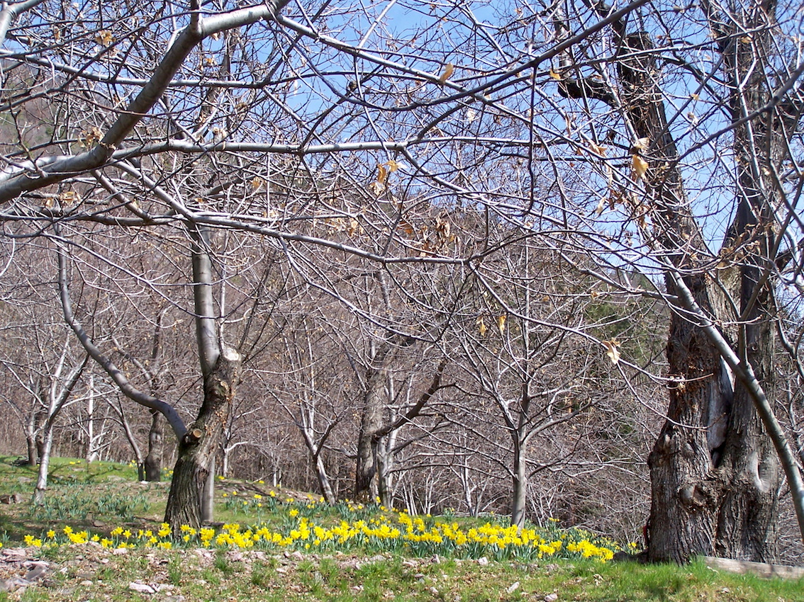 Alto Adige: i narcisi di Regione Lana, oltre 100mila fiori ai piedi dei castagni di Johann Laimer