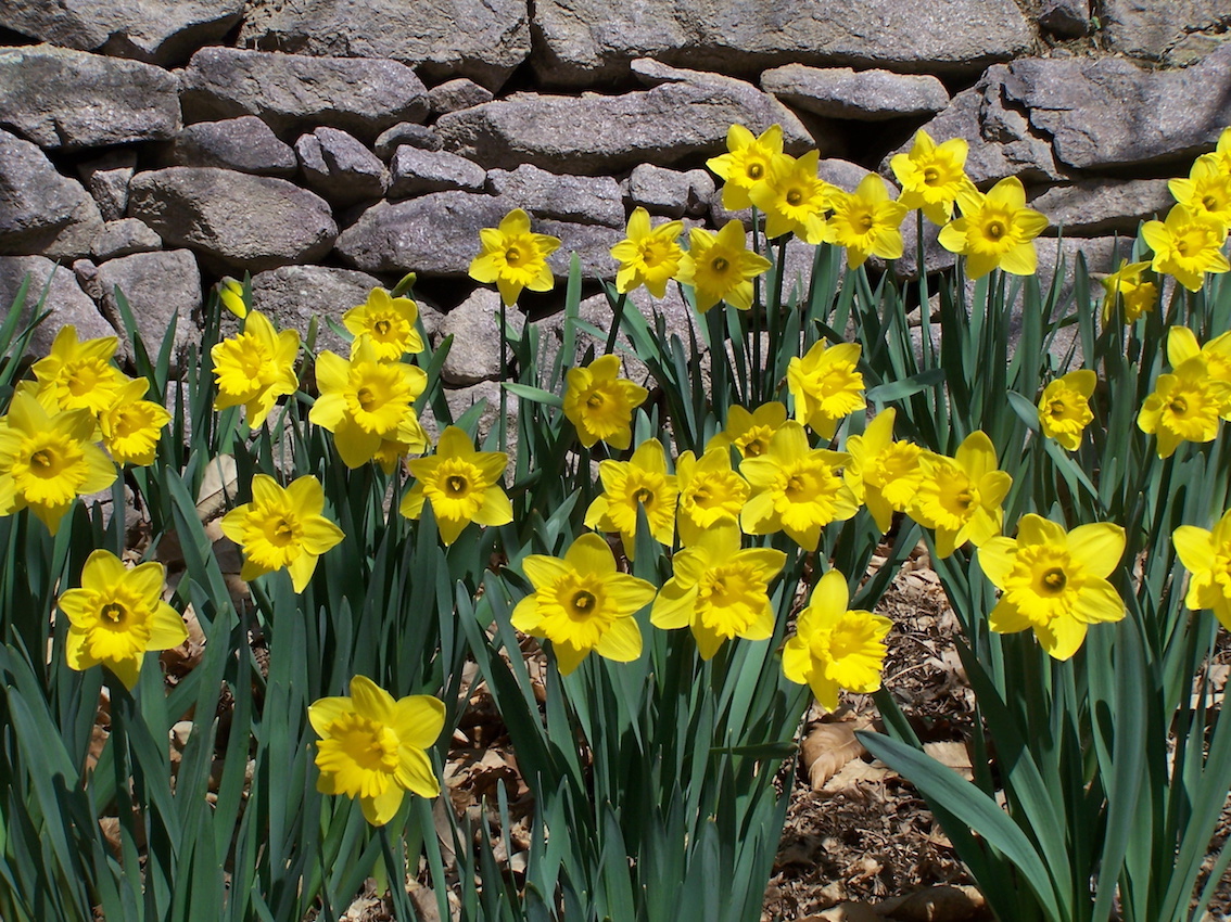 Alto Adige: i narcisi di Regione Lana, oltre 100mila fiori ai piedi dei castagni di Johann Laimer