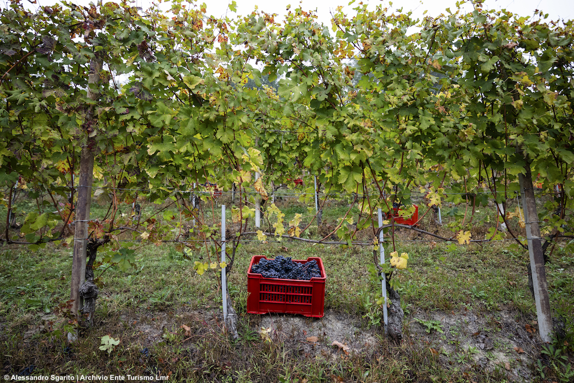 Piemonte, vendemmia didattica in Langhe Monferrato Roero con un’esperienza unica: la raccolta delle uve con i produttori locali