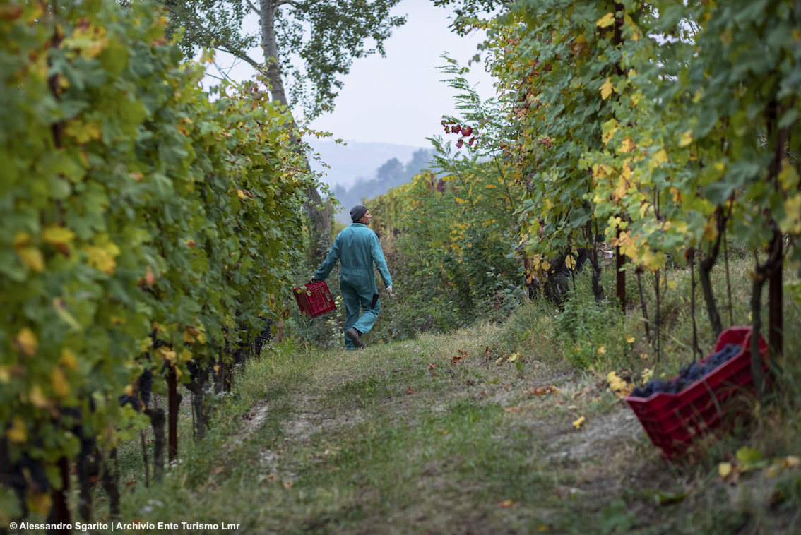 Piemonte, vendemmia didattica in Langhe Monferrato Roero con un’esperienza unica: la raccolta delle uve con i produttori locali