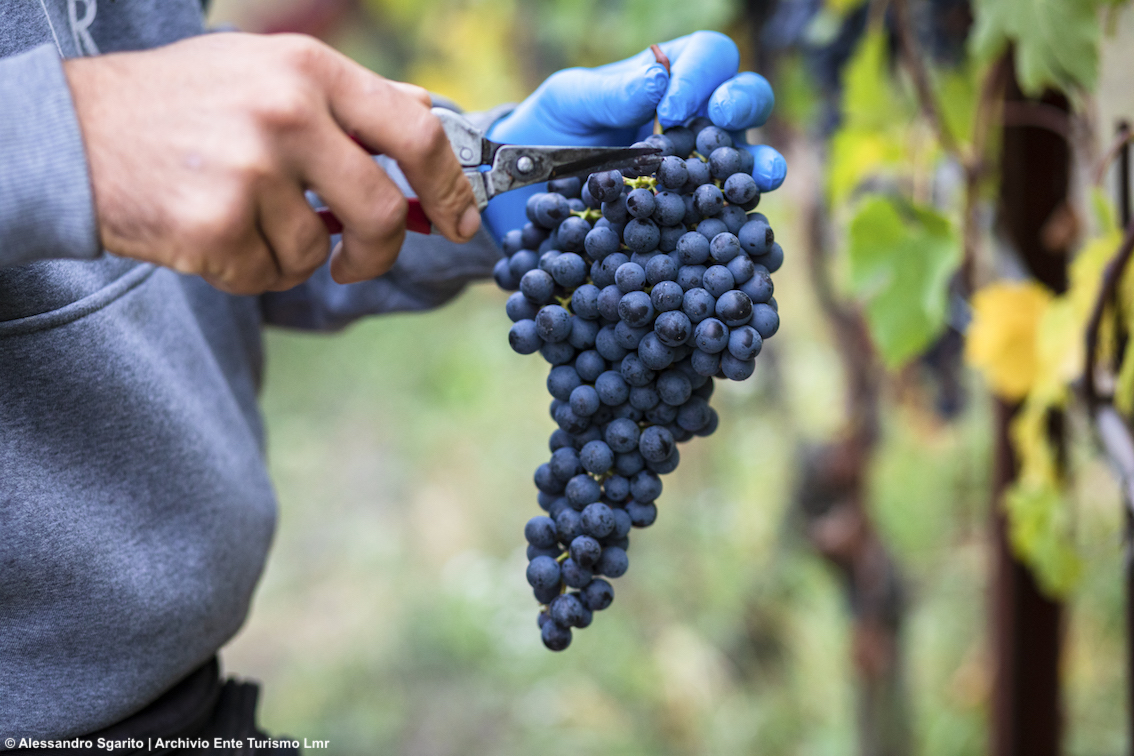Piemonte, vendemmia didattica in Langhe Monferrato Roero con un’esperienza unica: la raccolta delle uve con i produttori locali