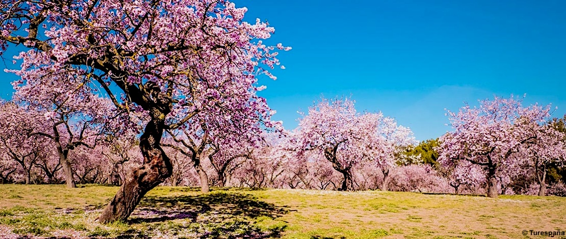 Madrid, Quinta de los molinos