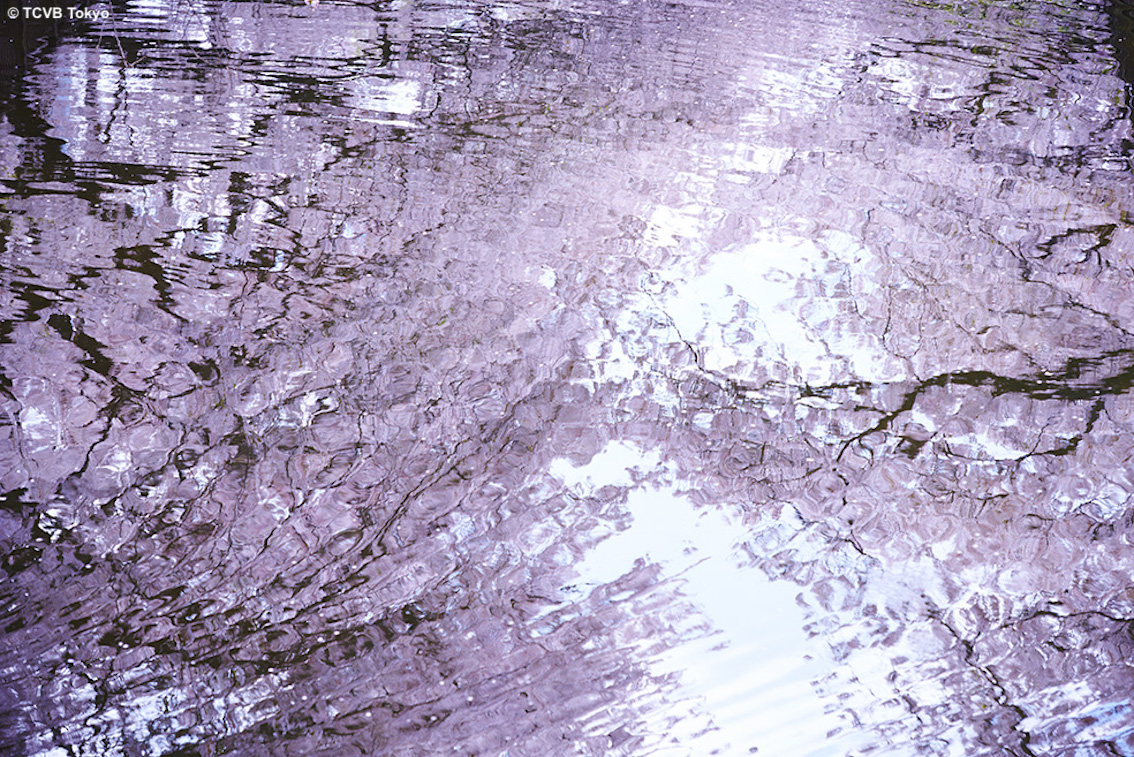 Tokyo: un suggestivo hanami da casa, lo spettacolo della fioritura dei ciliegi con i livestream