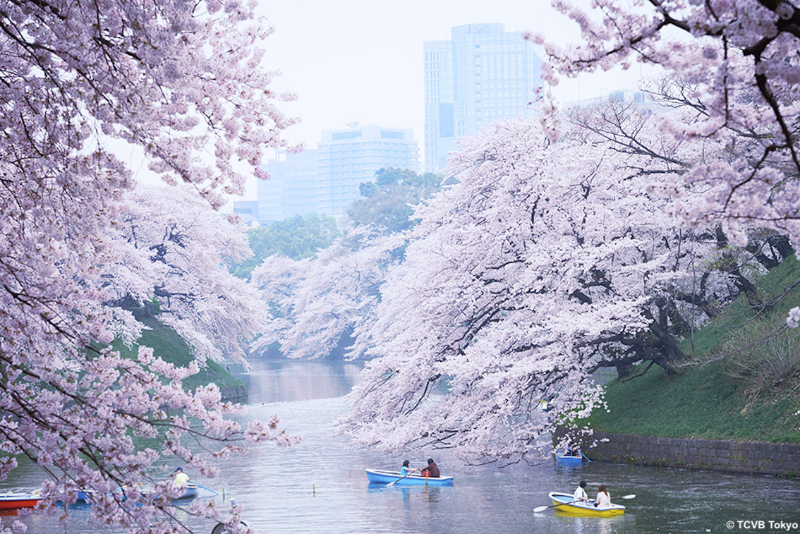 Tokyo: un suggestivo hanami da casa, lo spettacolo della fioritura dei ciliegi con i livestream