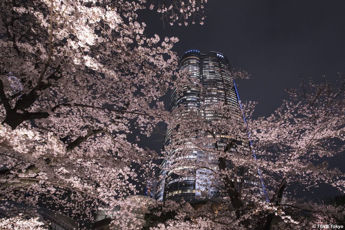 Tokyo: un suggestivo hanami da casa, lo spettacolo della fioritura dei ciliegi con i livestream