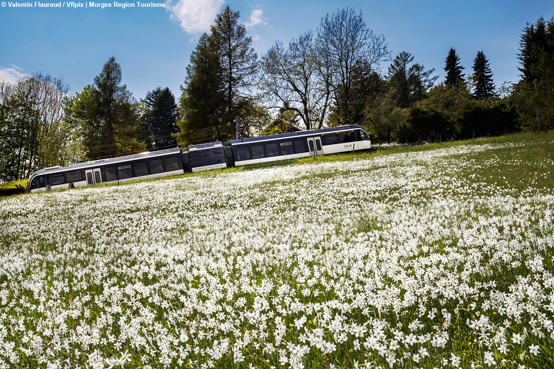 Spettacoli di fiori da non mancare: la Primavera sul Lago di Ginevra regala tappeti profumati e una moltitudine di colori
