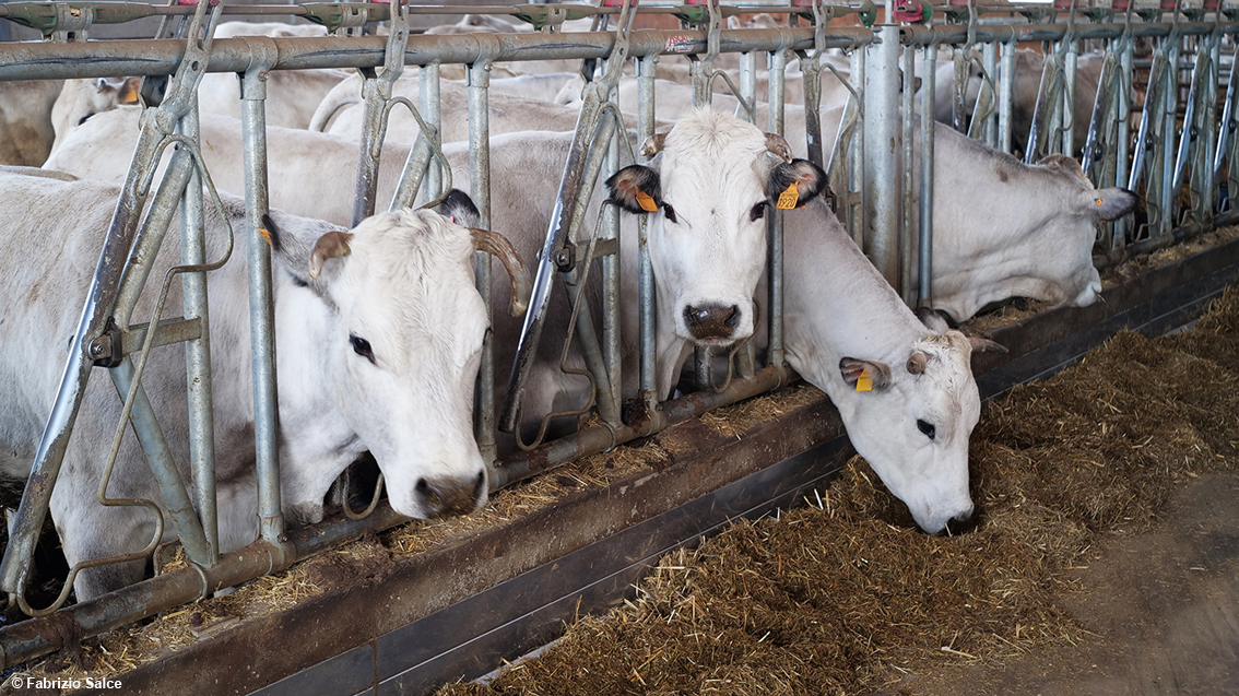 Bovini di razza Piemontese