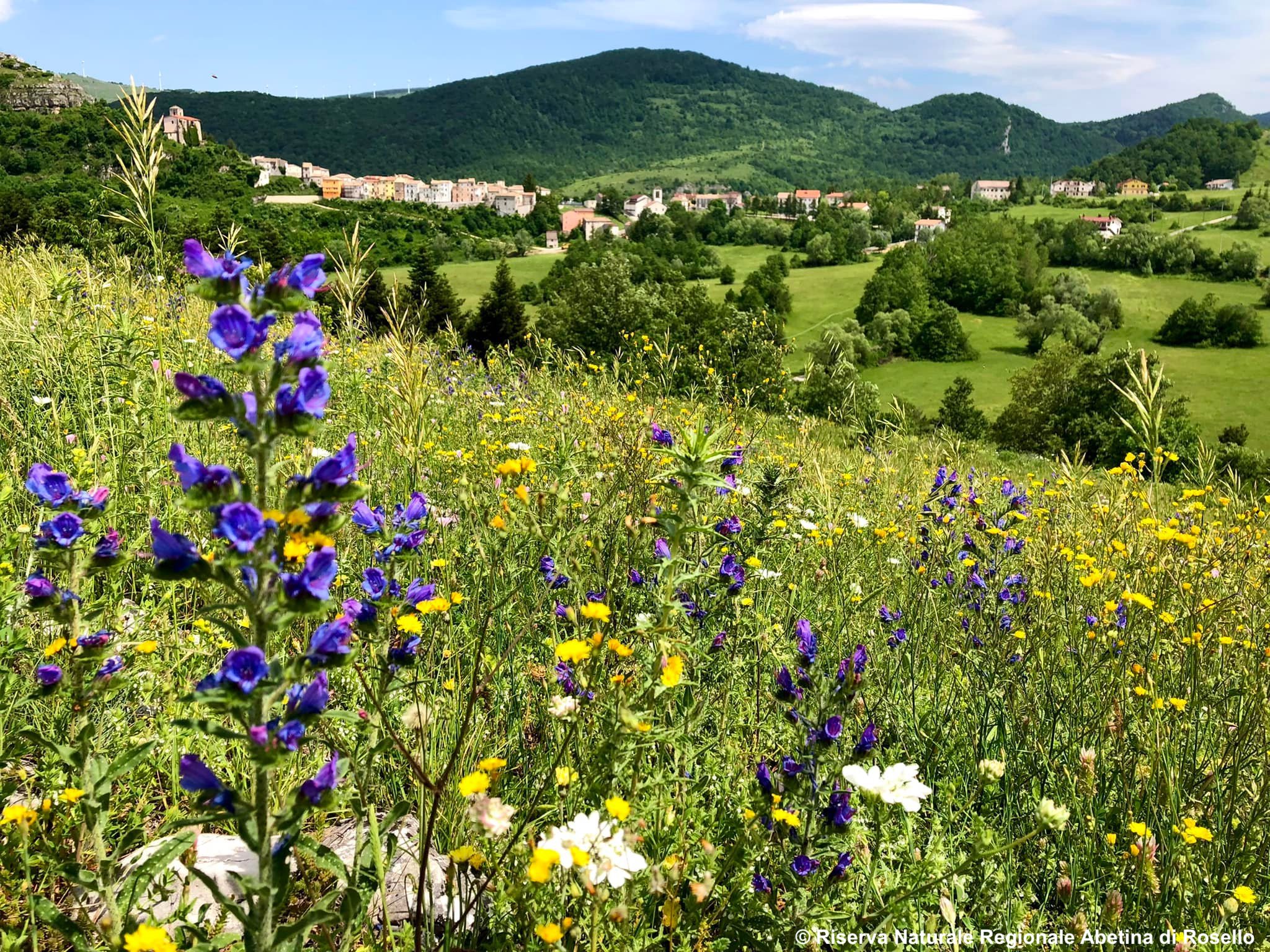 La Riserva naturale dell’Abetina di Rosello
