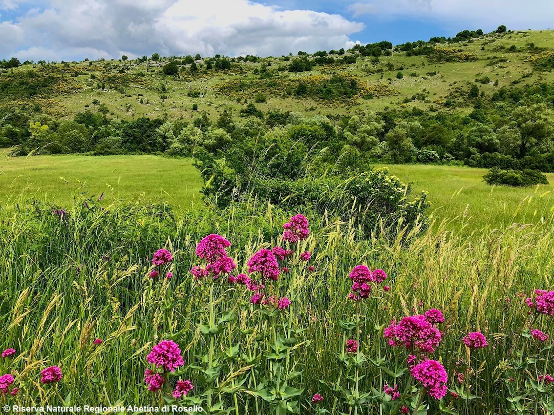 La Riserva naturale dell’Abetina di Rosello