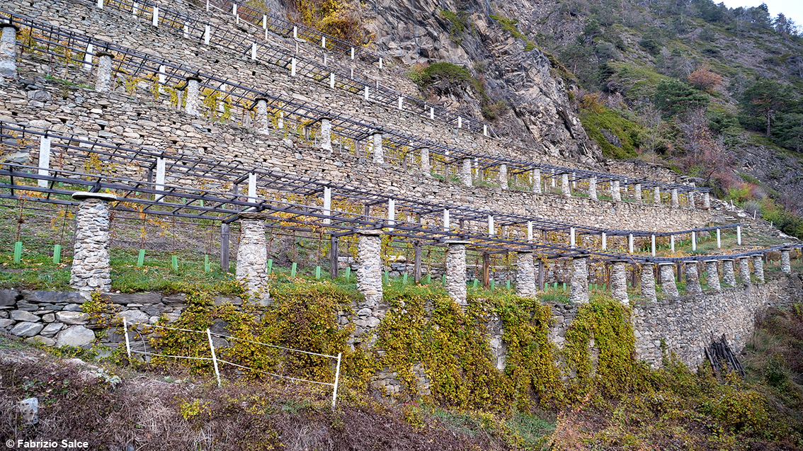 Quelle viti abbracciate dai castelli in Valle d’Aosta: i vini valdostani tra terrazzamenti e tanti giovani