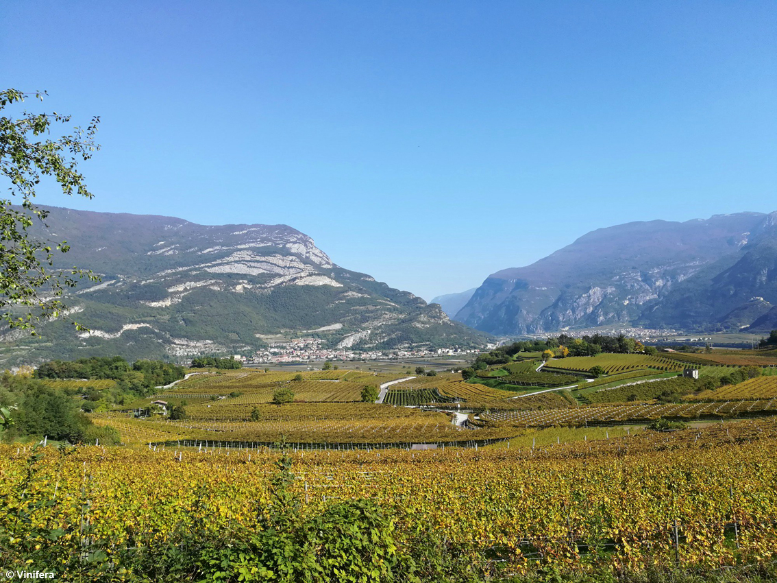 images/stories/varie_2022/Vinifera_01.jpg