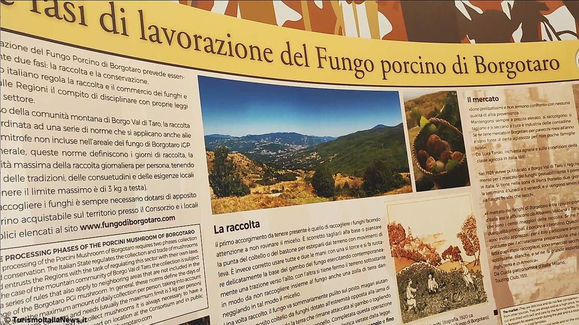 Cercando nel bosco incantato: a Borgo Val di Taro, nella terra dei Castelli del Ducato, un museo racconta l’unico Fungo Porcino Igp d’Europa