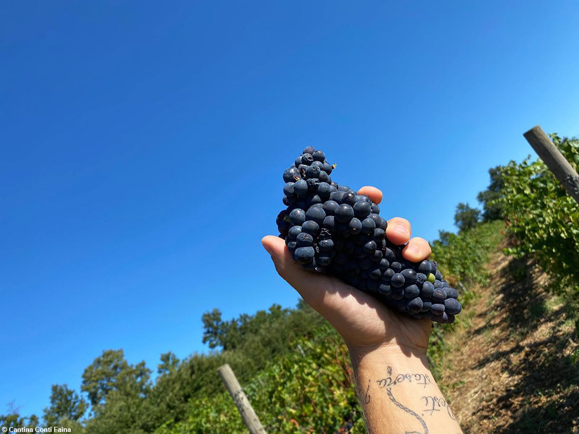 Umbria, sotto il castello di Collelungo le antiche gallerie della Cantina svelano il gustoso mondo dei Conti Faina