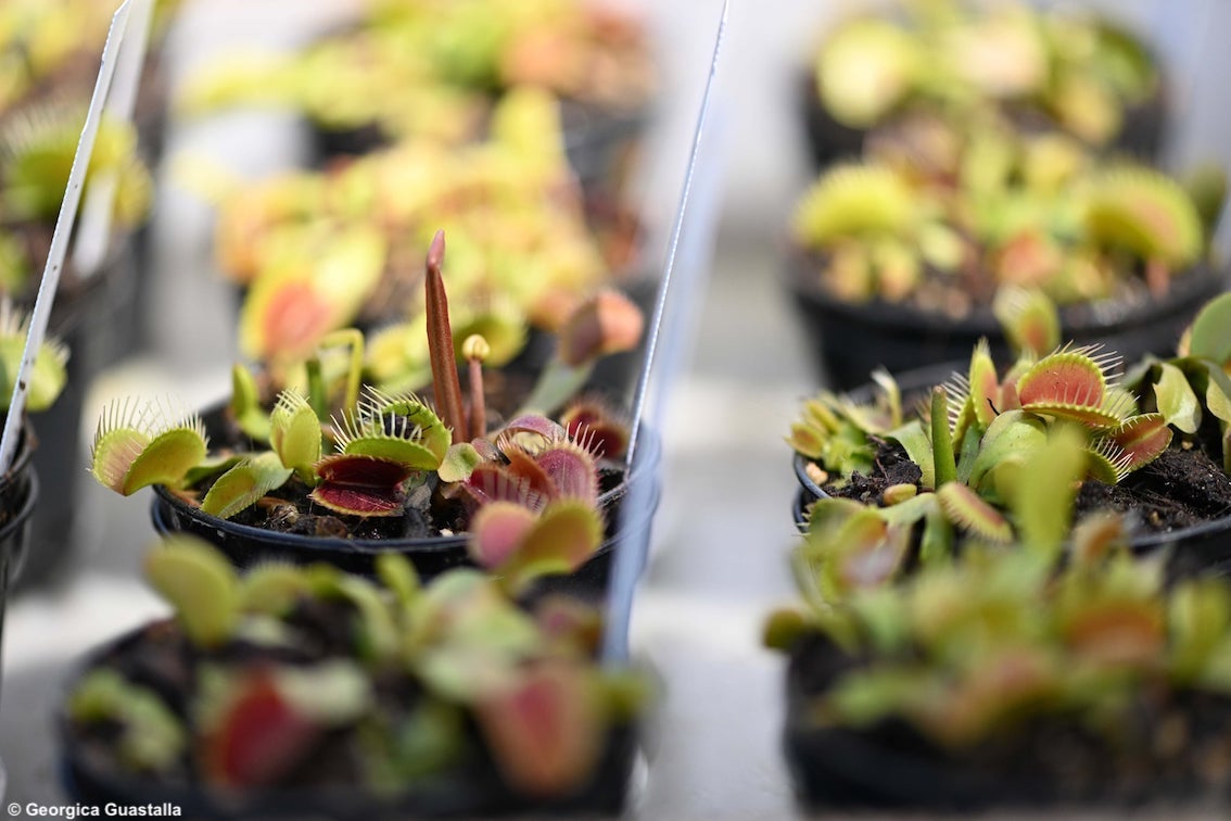 Georgica, a Guastalla la festa della terra, delle acque e del lavoro nei campi: un'immersione nella biodiversità