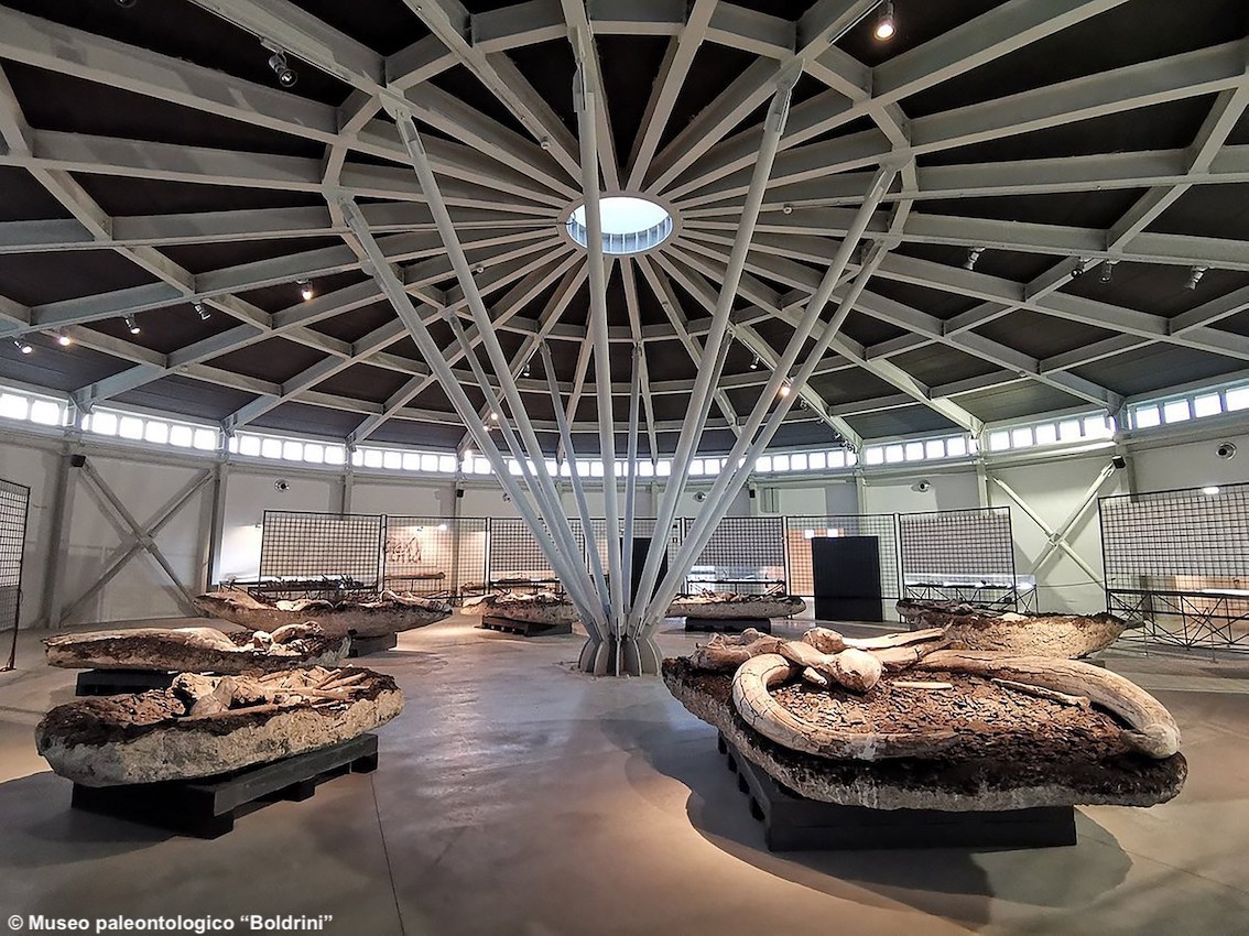 images/stories/varie_2023/MuseoPaleontologicoBoldrini_01.jpg
