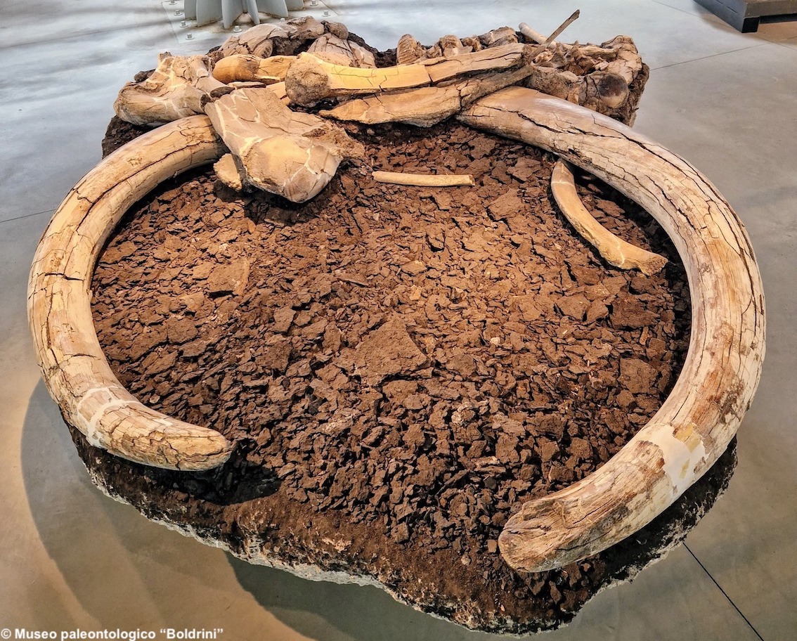 Umbria, riapre il museo dei mammuth: la collezione di Pietrafitta è tra le più importanti in Europa di animali vertebrati del pleistocene Inferiore