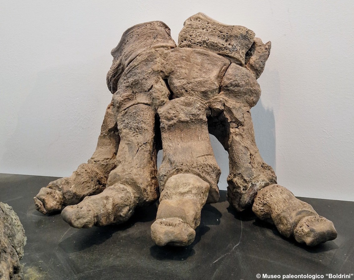 Umbria, riapre il museo dei mammuth: la collezione di Pietrafitta è tra le più importanti in Europa di animali vertebrati del pleistocene Inferiore