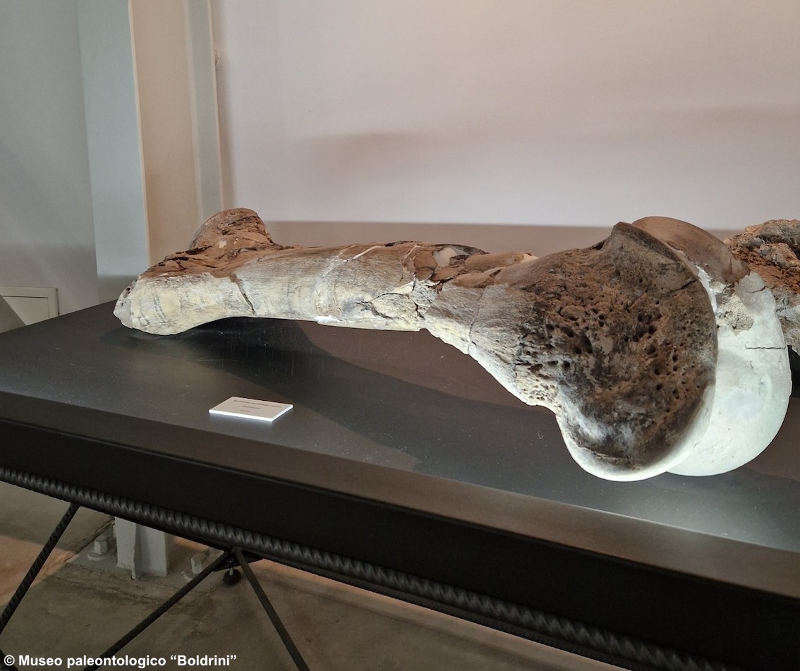 Umbria, riapre il museo dei mammuth: la collezione di Pietrafitta è tra le più importanti in Europa di animali vertebrati del pleistocene Inferiore