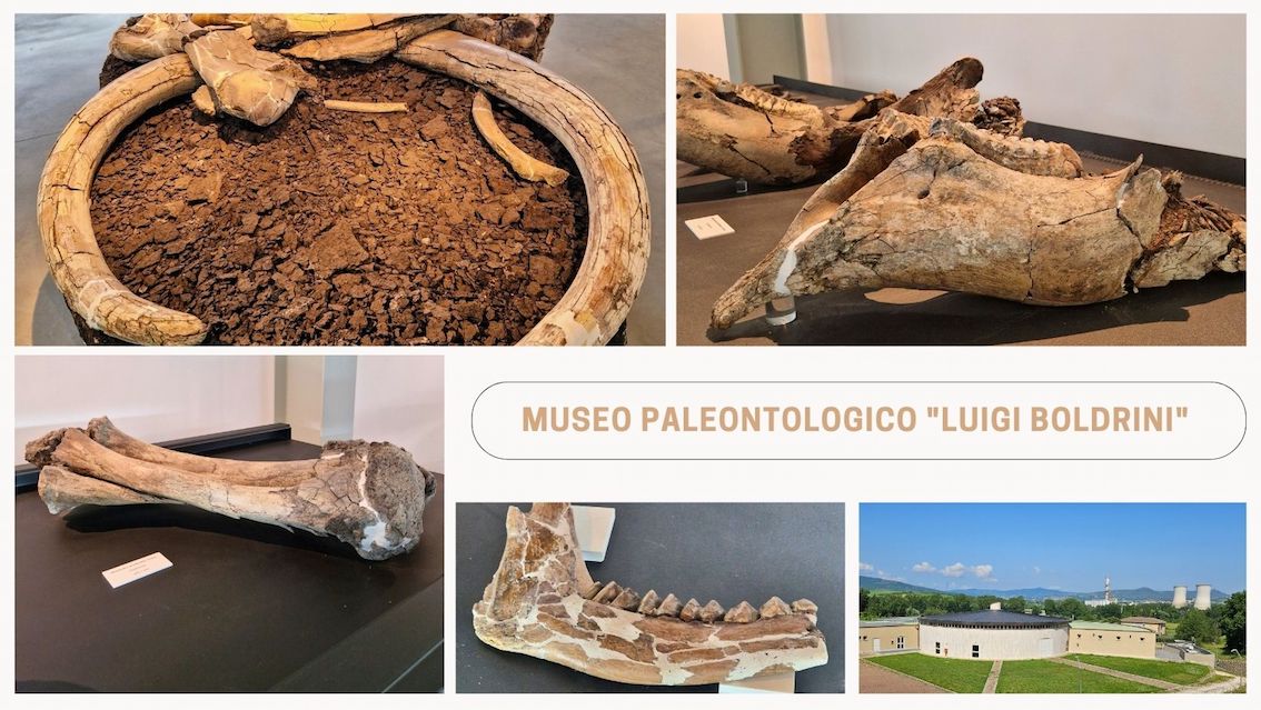 Umbria, riapre il museo dei mammuth: la collezione di Pietrafitta è tra le più importanti in Europa di animali vertebrati del pleistocene Inferiore