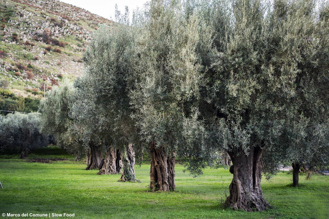 Campania, l'oliva aitana dei Colli Tifatini è un nuovo Presidio Slow Food: nasce da piante che assumono fogge inconfondibili
