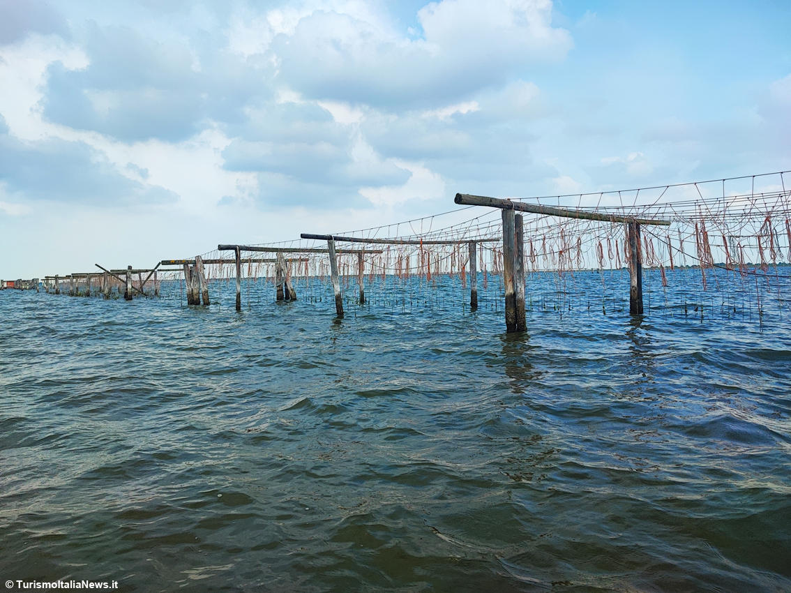 Tra cielo e acqua nasce l'unica Cozza Dop d'Italia: è quella di Scardovari, nel Delta del Po veneto, Riserva di Biosfera Unesco