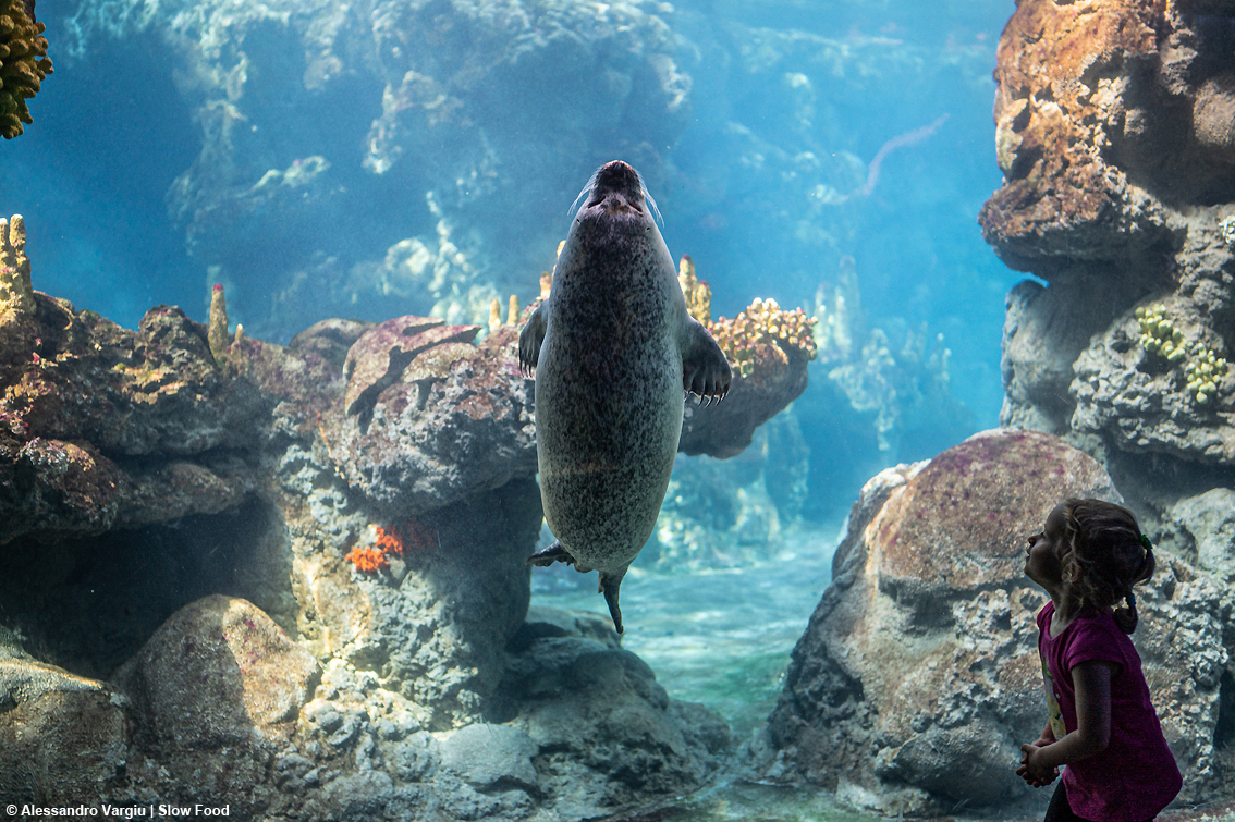 Le 10 cose da fare a Slow Fish 2023: la kermesse di Slow Food e Regione Liguria torna al Porto Antico di Genova