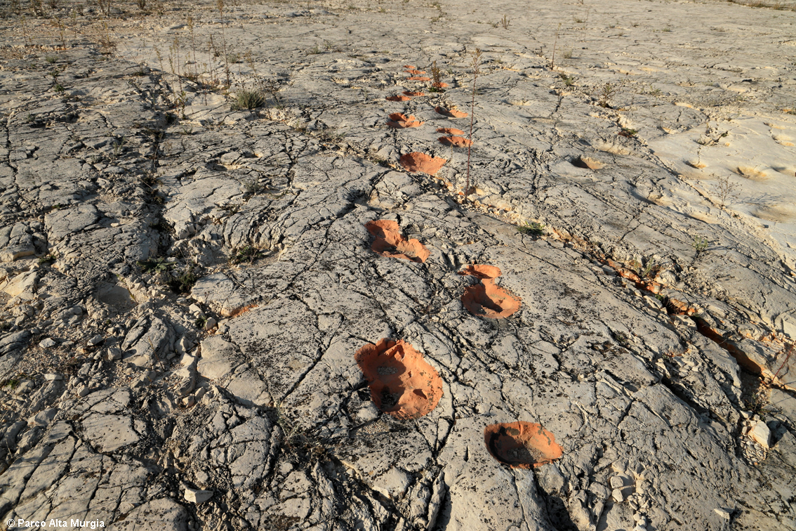 Impronte di dinosauro nella Cava Pontrelli