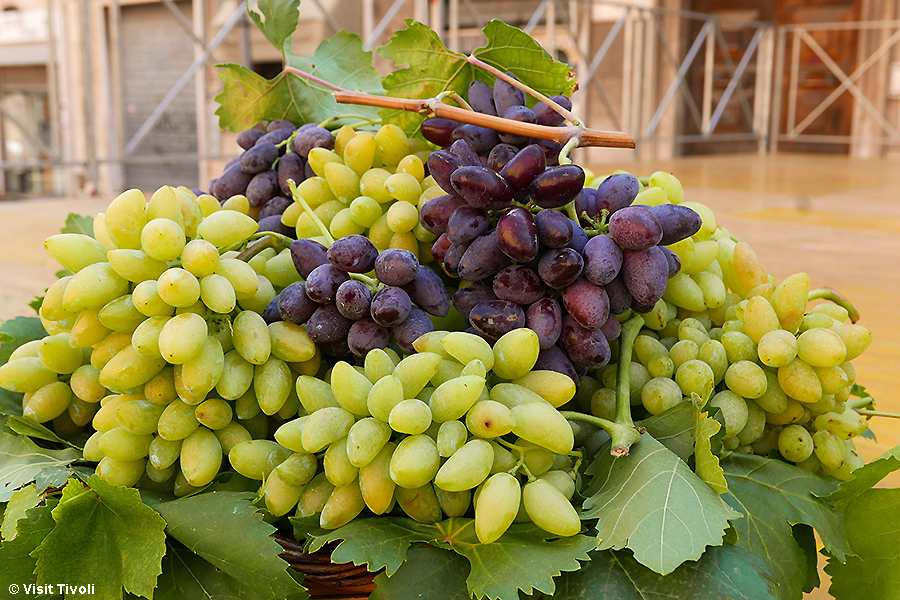 Andiamo, è tempo di Pizzutello: ecco la dolce uva da tavola presidio Slow Food tipico dell’area di Tivoli
