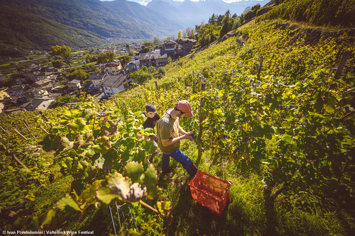 Valtellina Wine Festival, l'appuntamento che tinge di rosso le Alpi: appuntamenti e degustazioni in tutta la provincia di Sondrio