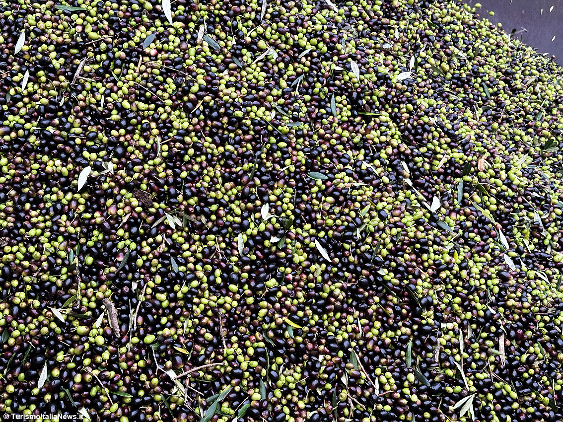 Sessant’anni d’oro verde: il miracolo green e sostenibilità dell’Oleificio Sociale di Canino, cuore pulsante della Tuscia