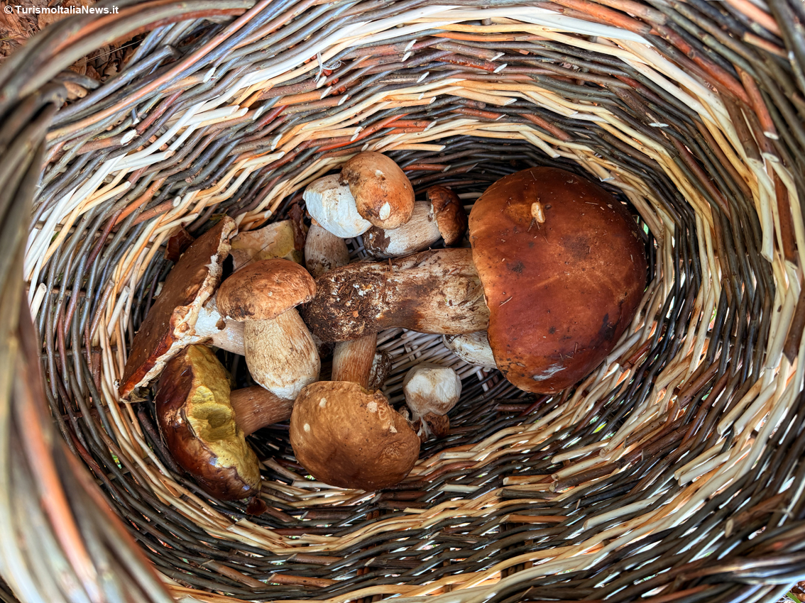 Nel regno dei funghi e del foliage per il Campionato Mondiale del Cerreto: l’Appennino Tosco-Emiliano che unisce natura, gusto e sostenibilità