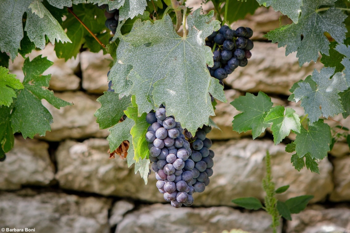 Un vino dalla storia millenaria: il Recioto della Valpolicella, fortemente identitario, è Presidio Slow Food