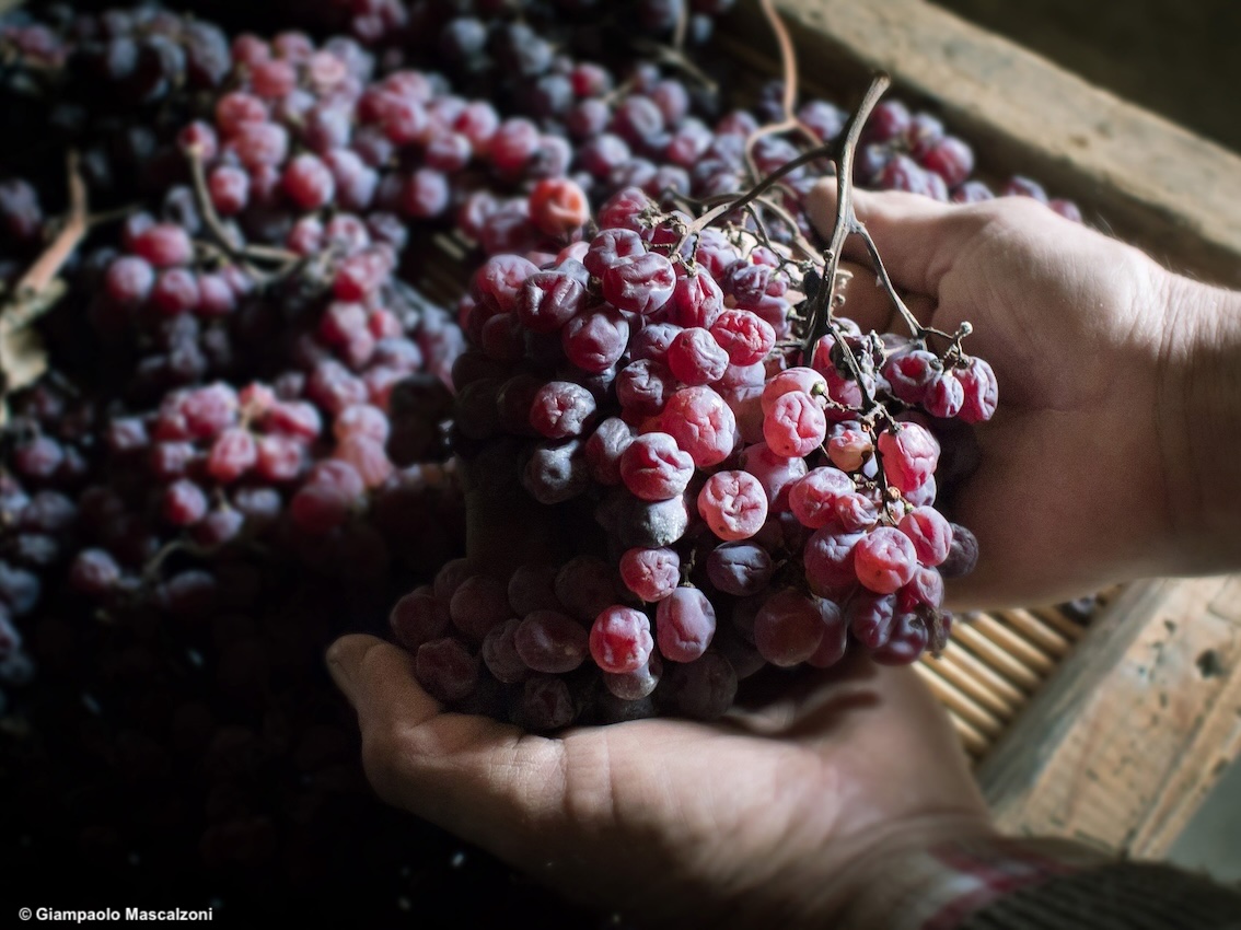 Un vino dalla storia millenaria: il Recioto della Valpolicella, fortemente identitario, è Presidio Slow Food
