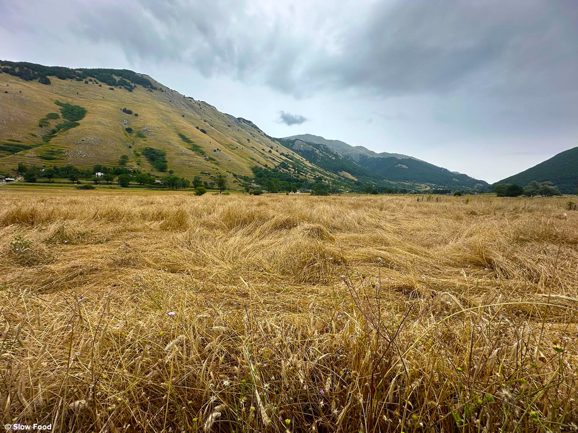 La riscossa della segale, nel Parco del Matese nasce un nuovo Presidio Slow Food: è la sècena del Matese