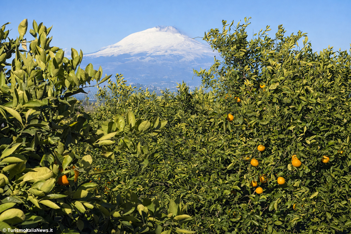 Excellence is born beneath Mount Etna: a journey into Sicilian Blood Oranges Pgi, beauty you can taste